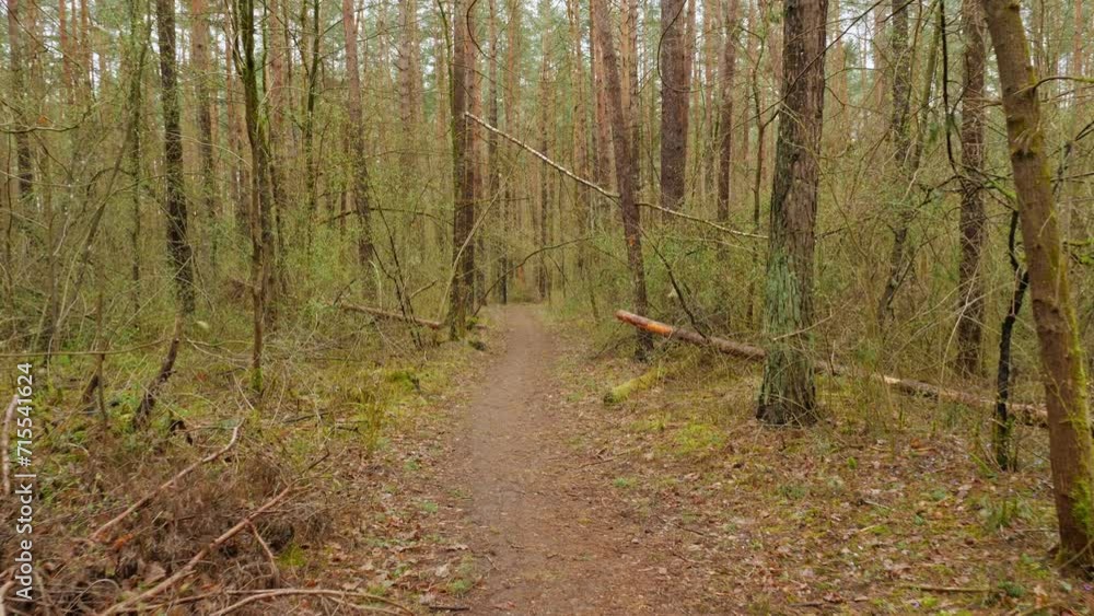 POV walk through a dense forest in spring. POV walk through a dense forest in spring.