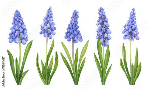 Watercolor collection of muscari with foliage. Hand drawn vintage detailed illustrations isolated on white background
