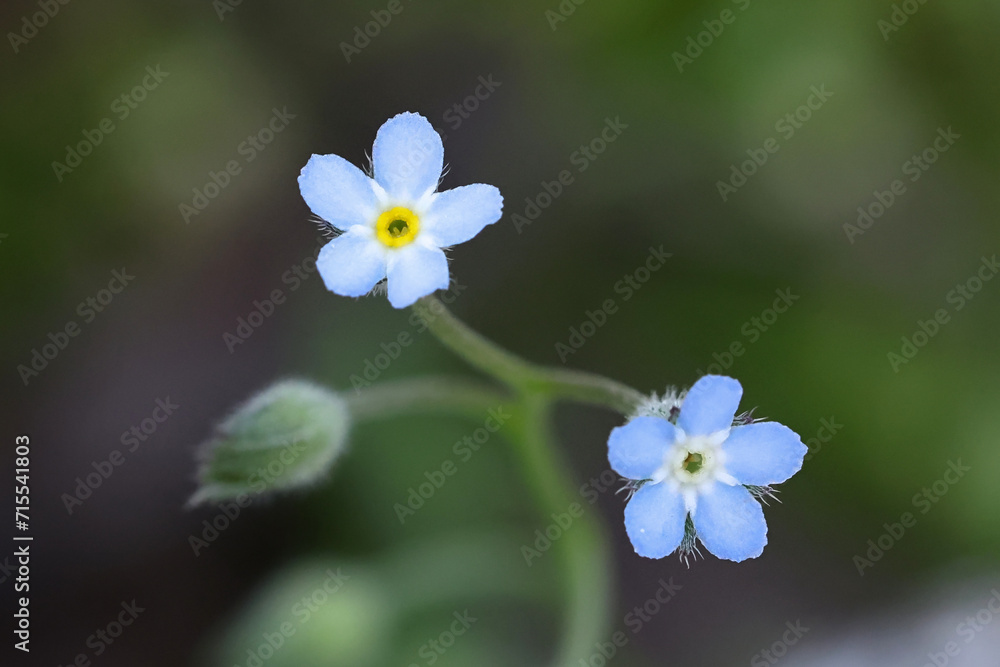 Field forget-me-not, Myosotis arvensis, also known as Common forget-me-not, wild flower from Finland Field forget-me-not, Myosotis arvensis, also known as Common forget-me-not, wild flower from Finland