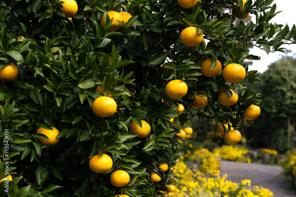 tangerines hanging on the tree