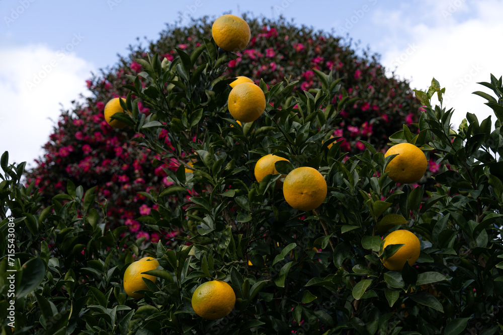 tangerines hanging on the tree against camellia flowers