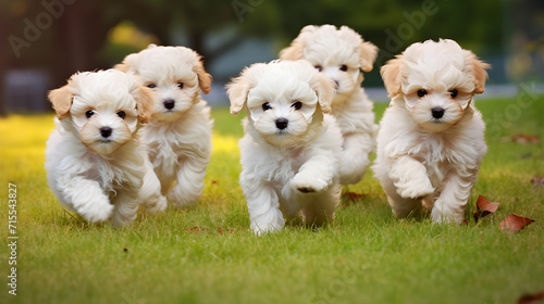 Four Maltipoo puppies, a mix Maltese and Poodle lineage, are running outdoors. generative AI © masanyanka
