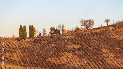 vigneti sui colli piacentini photo