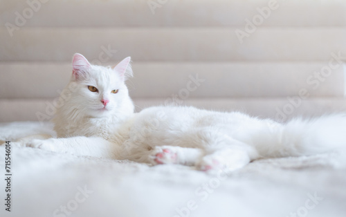 Portrait of serious white cat lying on the sofa in the comfort of apartment