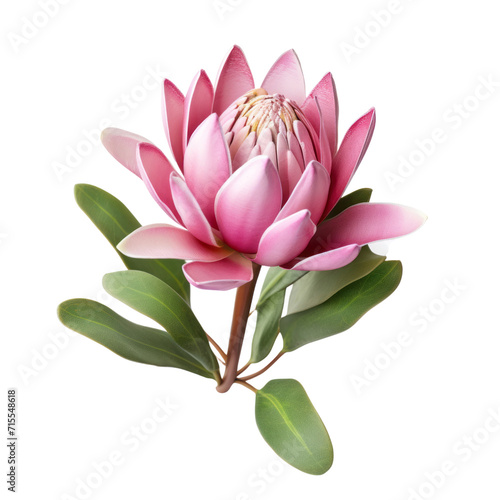  Pink Leucadendron: Charitable (2)