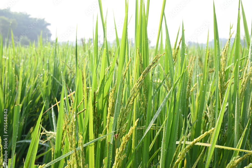Obraz premium Rice or paddy plant. Close-up of the rice ears. Paddy or Rice field in India. Grain paddy field concept. close up of green rice plant.