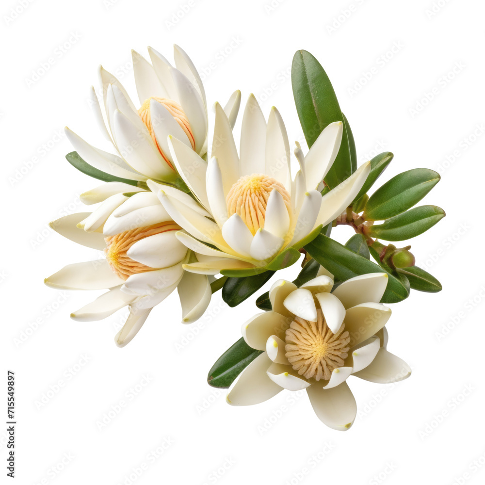 White Leucadendron: Charitable (2)