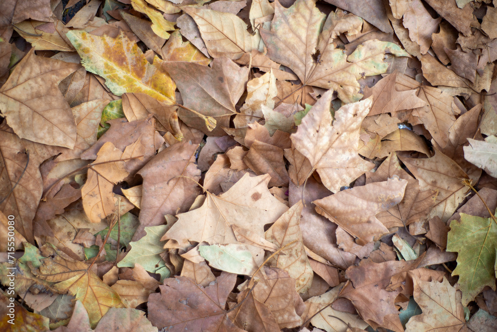 autumn leaves on the ground autumn leaves on the ground