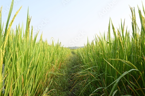 Rice or paddy plant. Close-up of the rice ears. Paddy or Rice field in India. Grain paddy field concept. close up of green rice plant. © SUBASCHANDRA