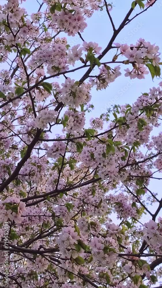 Upshot of sakura blossom against clear blue sky Upshot of sakura blossom against clear blue sky
