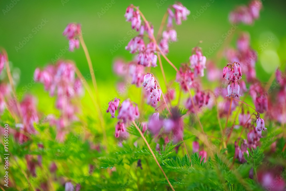 Blooming purple Dicentra formosa