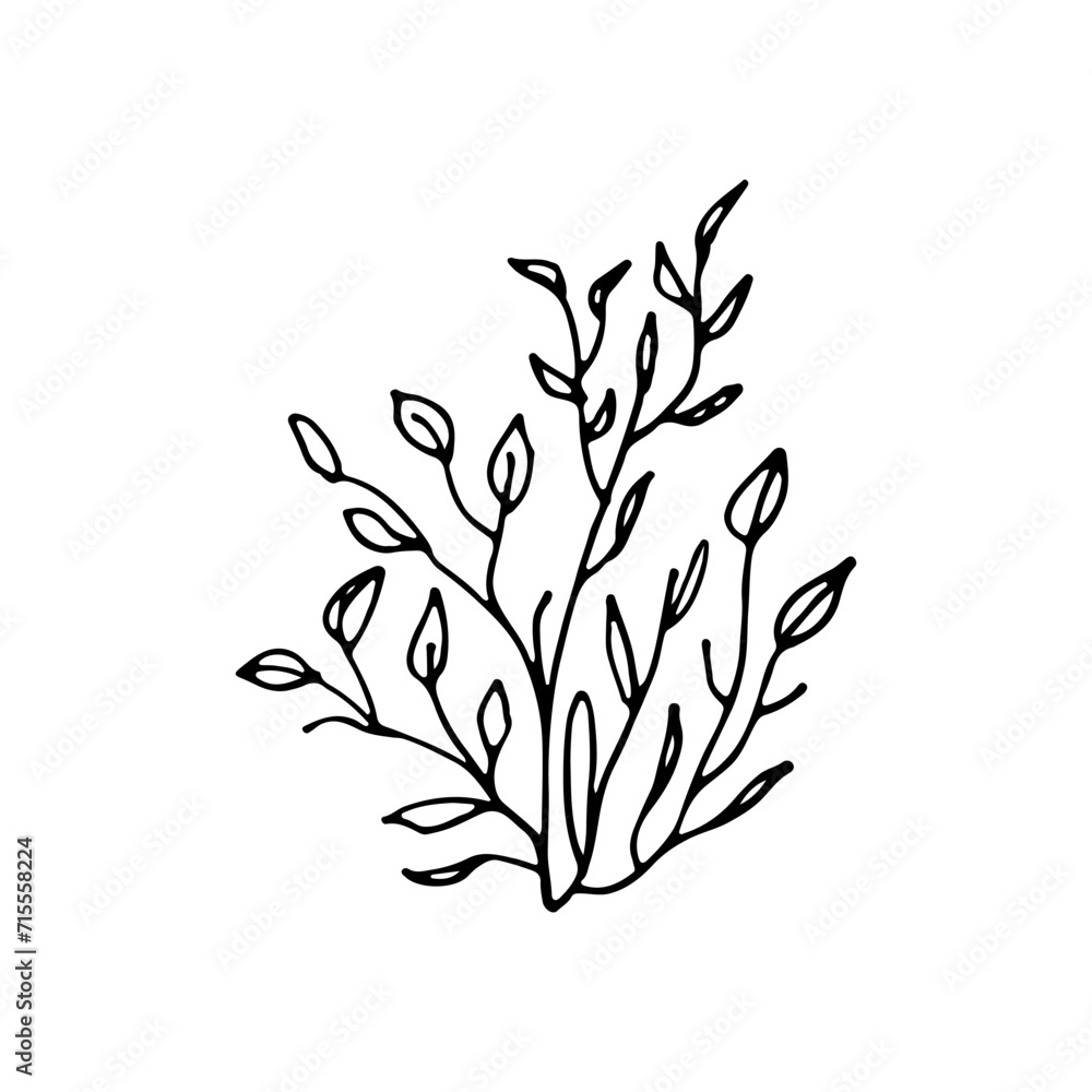Deciduous shrub. Plant. Bush with foliage. Doodle. Vector illustration. Hand drawn. Outline. Deciduous shrub. Plant. Bush with foliage. Doodle. Vector illustration. Hand drawn. Outline.
