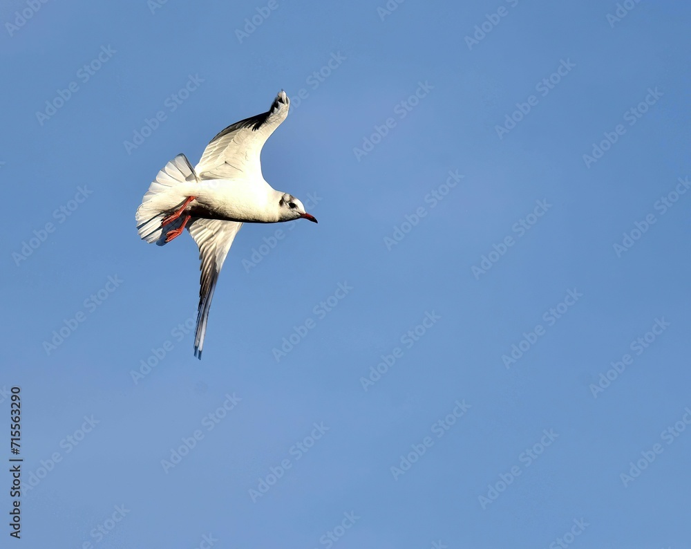 Obraz premium seagull soaring against a blue sky