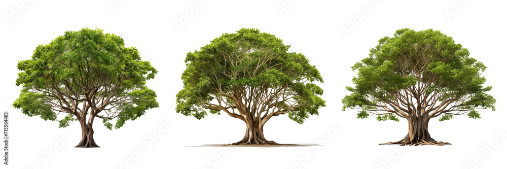 Set of a banyan tree on a transparent background. PNG.