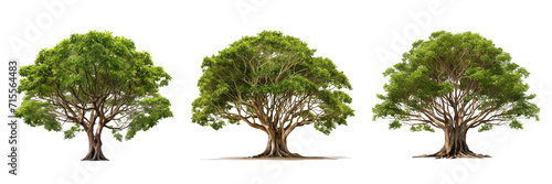 Obraz na płótnie Set of a banyan tree on a transparent background. PNG. w salonie
