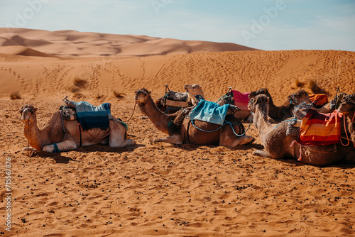 General view group of a camels sitting in the Sahara desert in Merzouga