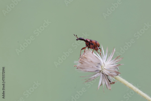 A giraffe weevil is looking for food in wild flowers. This insect has the scientific name Apoderus tranquebaricus. photo