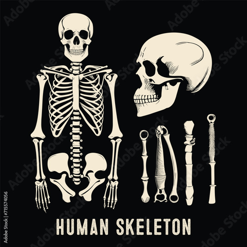 Hand Drawn Human Skeleton Engraved Vintage style