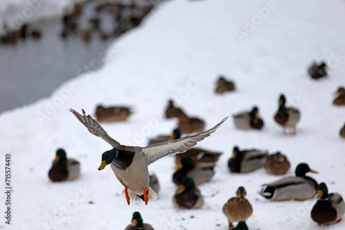 canard colvert en hiver photo