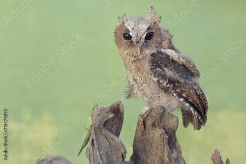 A Javan scops owl is ready to prey on a praying mantis on a dry tree trunk. This nocturnal bird has the scientific name Otus lempiji. © I Wayan Sumatika