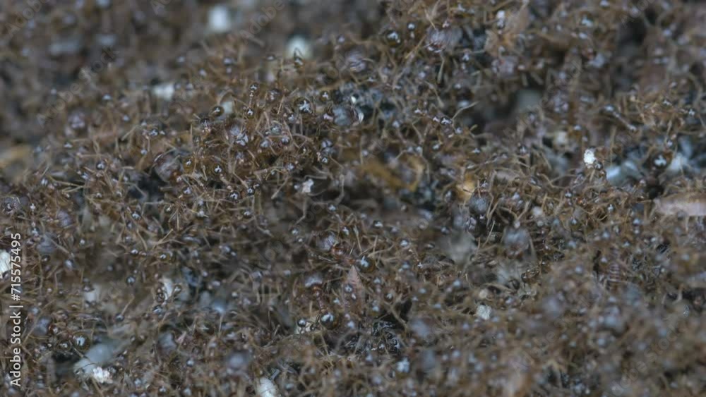 Large swarms of ants were crawling climb together to escape the flood. Large swarms of ants were crawling climb together to escape the flood.