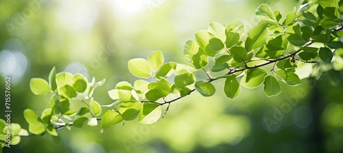 Ethereal nature background with blurred color tones and shining light through lush green leaves