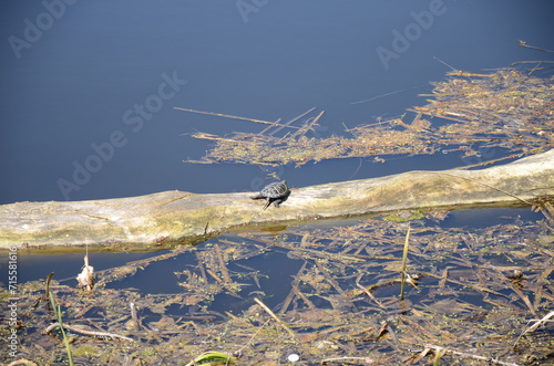 the turtle basks in the sun.
