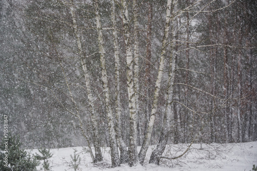 Śnieżyca w lesie © Grzegorz Piaskowski