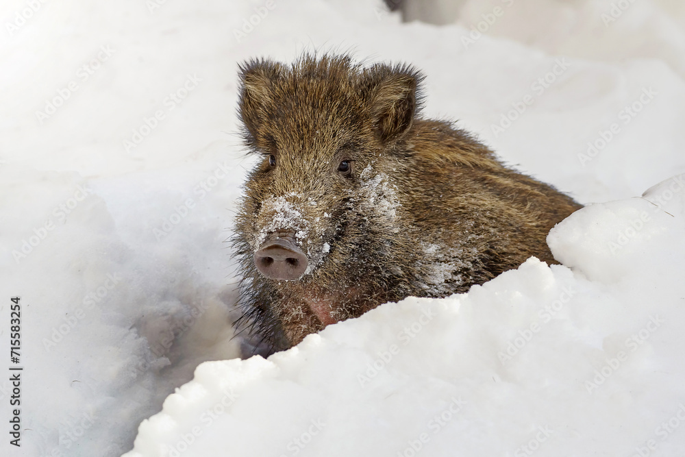 Wild boar cub (Sus scrofa) in deep snow, Italian Alps, Pedmont. Feral hog in the wild.