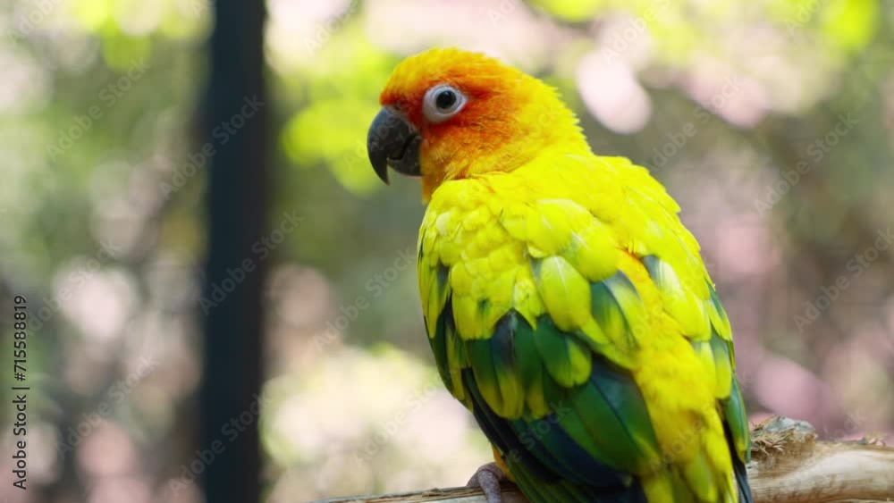 The sun parakeet (Aratinga solstitialis), also known in aviculture as the sun conure, is a medium-sized. Adorable pet bird animal. Footage b roll slow motion. The sun parakeet (Aratinga solstitialis), also known in aviculture as the sun conure, is a medium-sized. Adorable pet bird animal. Footage b roll slow motion.