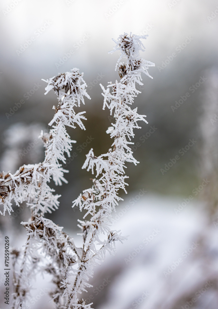 Dry plants in a hoarfrost, close-up. Seasons, climate change, ecology, botany. Natural background.