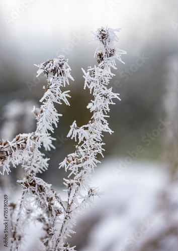 Dry plants in a hoarfrost, close-up. Seasons, climate change, ecology, botany. Natural background. © Mathias Pabst