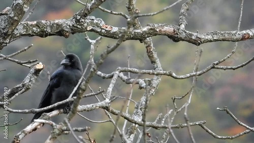 a black bird crow sitting in a tree in the forest