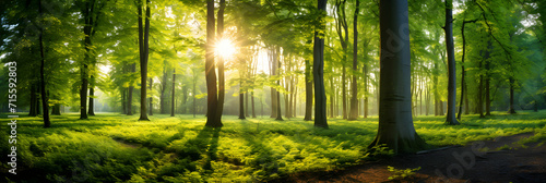 Sun Rays in Forest: Strong sunlight beams through the foliage in a spring forest.