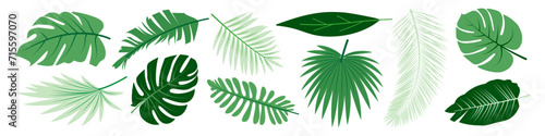 Set of botanical tropical palm leaves branches in green colors for modern design decoration. Flat doodle style. Vector illustration.