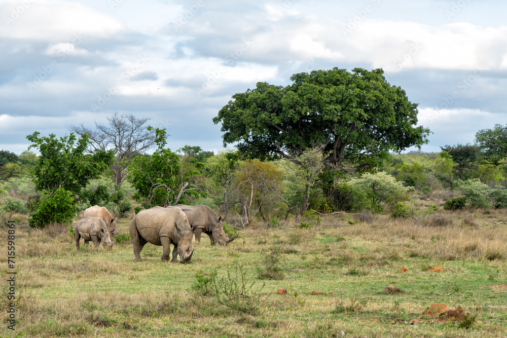 White rhinoceros, white rhino or square-lipped rhinoceros (Ceratotherium simum) on the plains of a game reserve in the Waterberg Area in South Africa