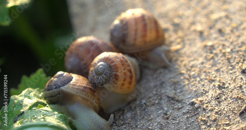 Snail farm. Snails crawling on a green leaf in the garden in the summer photo