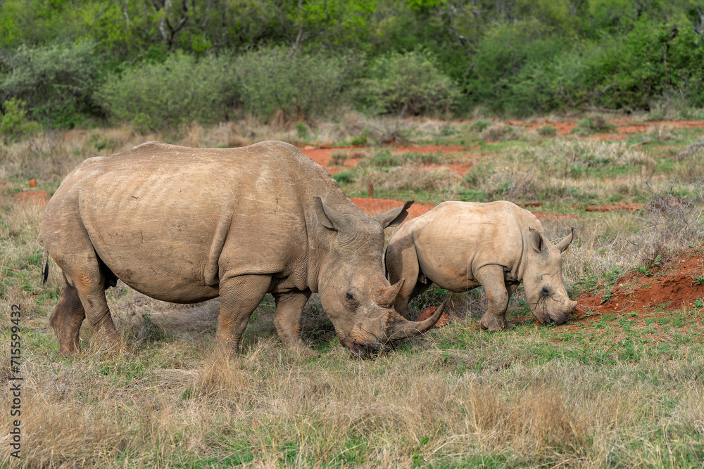 Fototapeta premium White rhinoceros (Ceratotherium simum) mother and calf on the plains of a game reserve in the Waterberg Area in South Africa