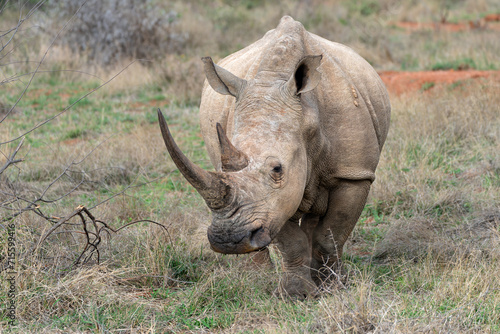 White rhinoceros  white rhino or square-lipped rhinoceros  Ceratotherium simum  on the plains of a game reserve in the Waterberg Area in South Africa