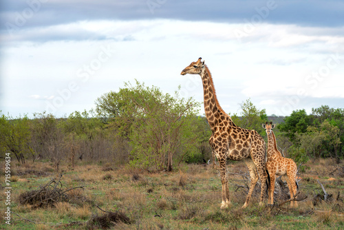 Giraffe mother and baby walking in a Game Reserve in the Waterberg Region in South Africa
