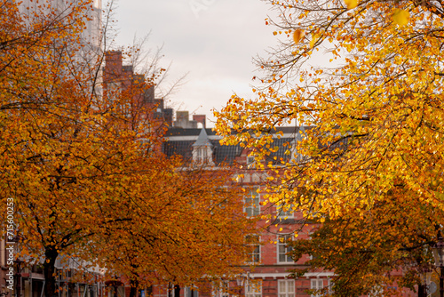 Selective focus of trees leaned down together in layer, Colourful autumn with yellow orange leaves above street, Blurred architecture features houses, Bosboom Toussaintstraat, Amsterdam, Netherlands. photo