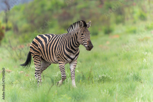 Photography Zebra walking on the plains of the Pilanesberg National Park in South Africa