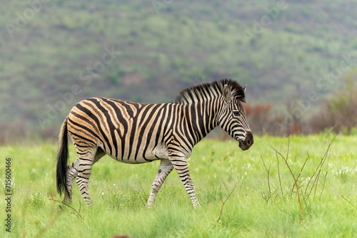 Zebra walking on the plains of the Pilanesberg National Park in South Africa