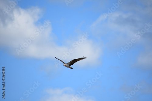 Osprey in Blue Skies with Clouds