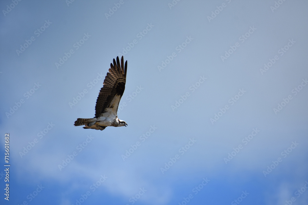 Fototapeta premium Flying Osprey with Feathers Ruffled in Flight