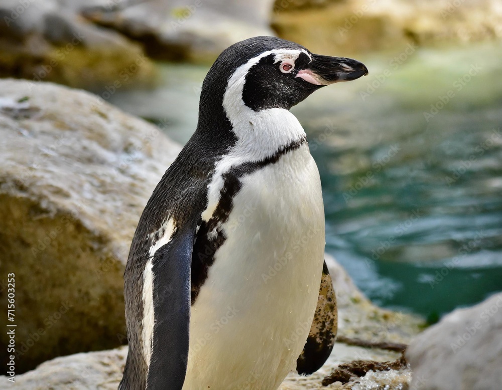 Naklejka premium Penguin in its natural environment