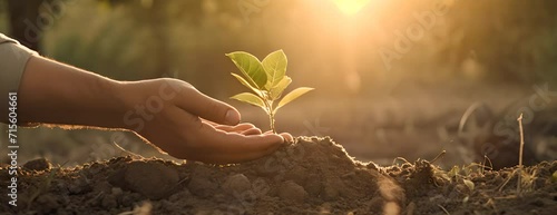 Close up of a hand holding a small tree for planting, Concept of Sustainability and reforestation for Earth Day photo