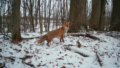 beautiful red  fox listens to the sound of the winter world