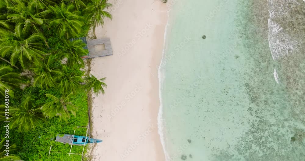 Drone view of coconut trees in sandy beach in Carabao Island. San Jose, Romblon. Philippines. Drone view of coconut trees in sandy beach in Carabao Island. San Jose, Romblon. Philippines.
