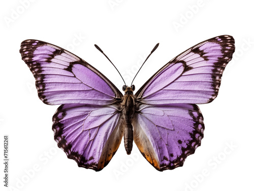 Purple butterfly in PNG format or on a transparent background. A decorative and design element for a project, banner, postcard, business, background. A beautiful bright butterfly. Insect.